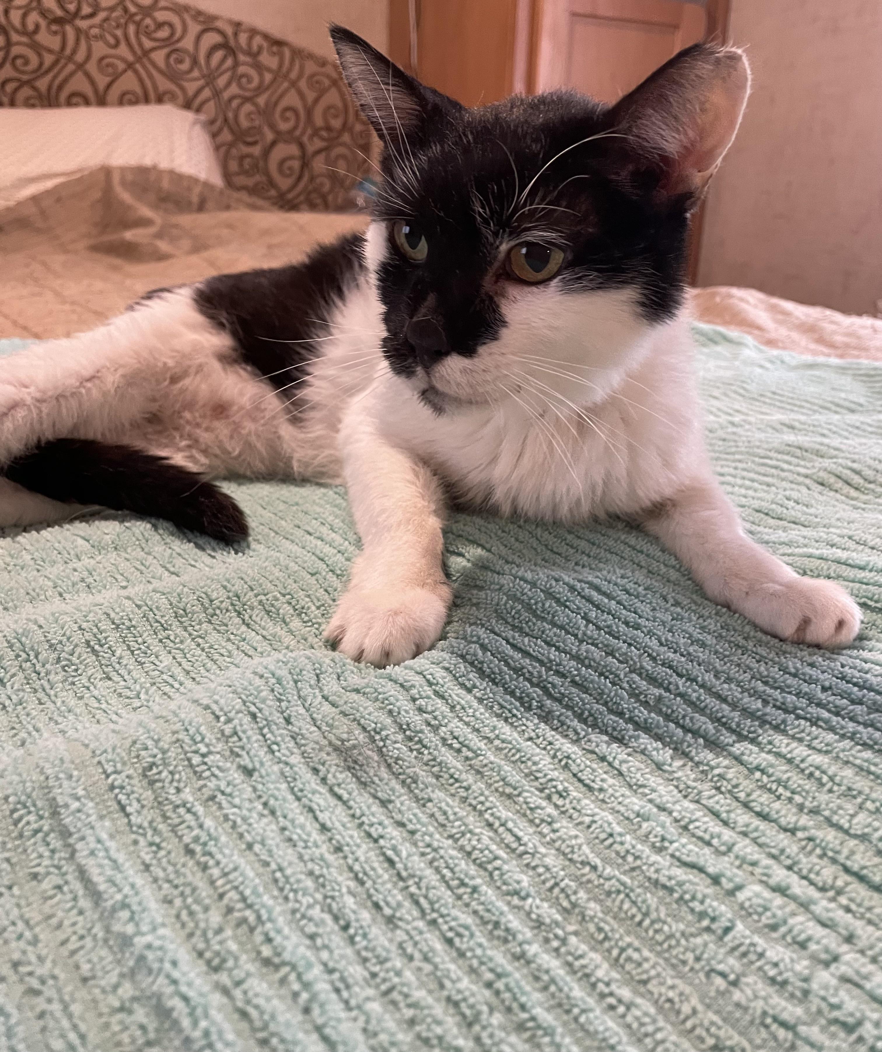 Sweet Grande, a Adoptable Domestic Short Hair in Parkland, FL image 2/4