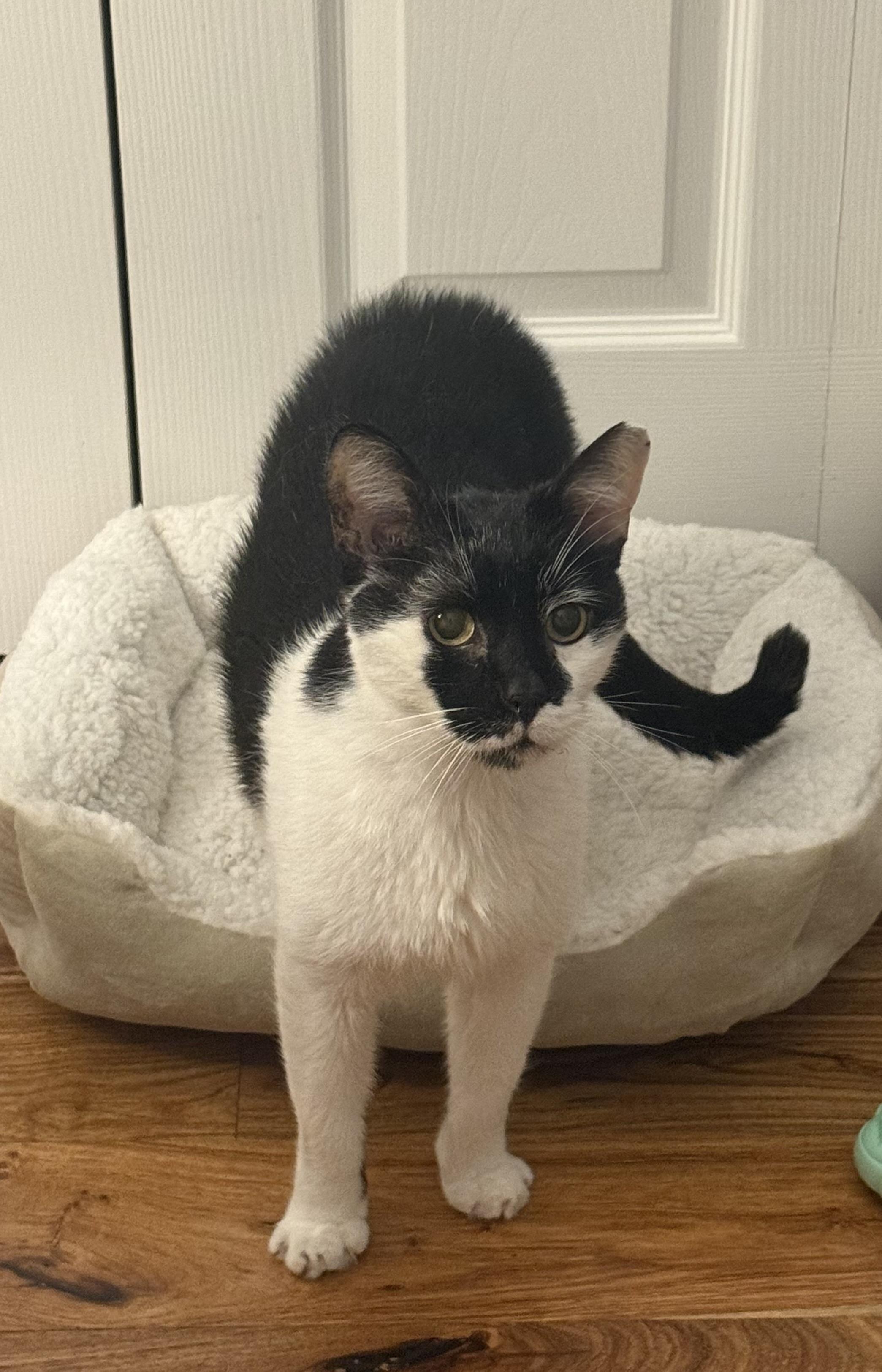 Sweet Grande, a Adoptable Domestic Short Hair in Parkland, FL image 3/4