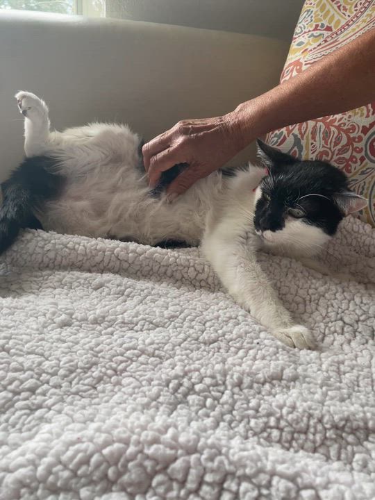 Enlarge Sweet Grande, a Adoptable Domestic Short Hair in Parkland, FL video 4/4