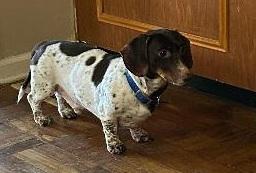 Enlarge TEDDY PIEBALD, a ADOPTABLE Dachshund in Georgetown, KY image 1/4