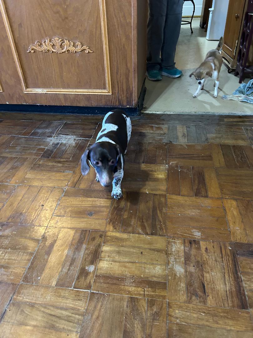 Enlarge TEDDY PIEBALD, a ADOPTABLE Dachshund in Georgetown, KY image 2/4