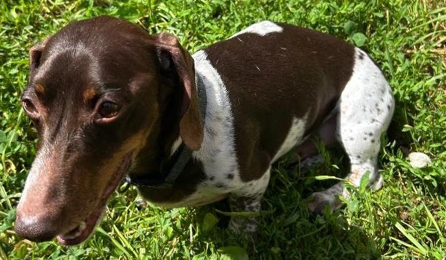 Enlarge TEDDY PIEBALD, a ADOPTABLE Dachshund in Georgetown, KY image 3/5