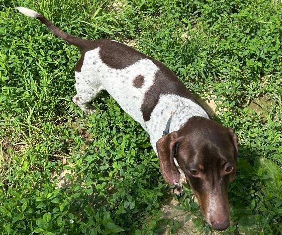 Enlarge TEDDY PIEBALD, a ADOPTABLE Dachshund in Georgetown, KY image 5/5