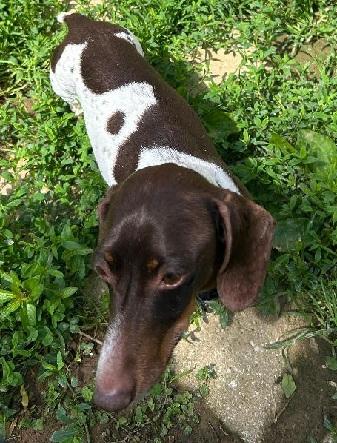 Enlarge TEDDY PIEBALD, a ADOPTABLE Dachshund in Georgetown, KY image 4/5