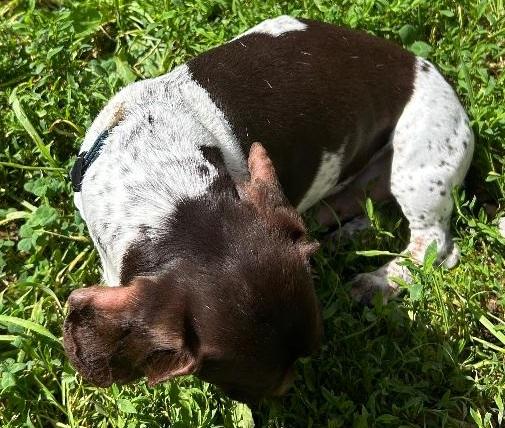 Enlarge TEDDY PIEBALD, a ADOPTABLE Dachshund in Georgetown, KY image 2/5