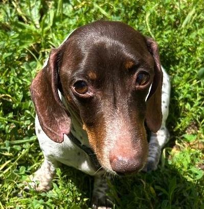 TEDDY PIEBALD, ADOPTABLE, Adult Male Dachshund.
