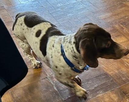 Enlarge TEDDY PIEBALD, a ADOPTABLE Dachshund in Georgetown, KY image 3/4