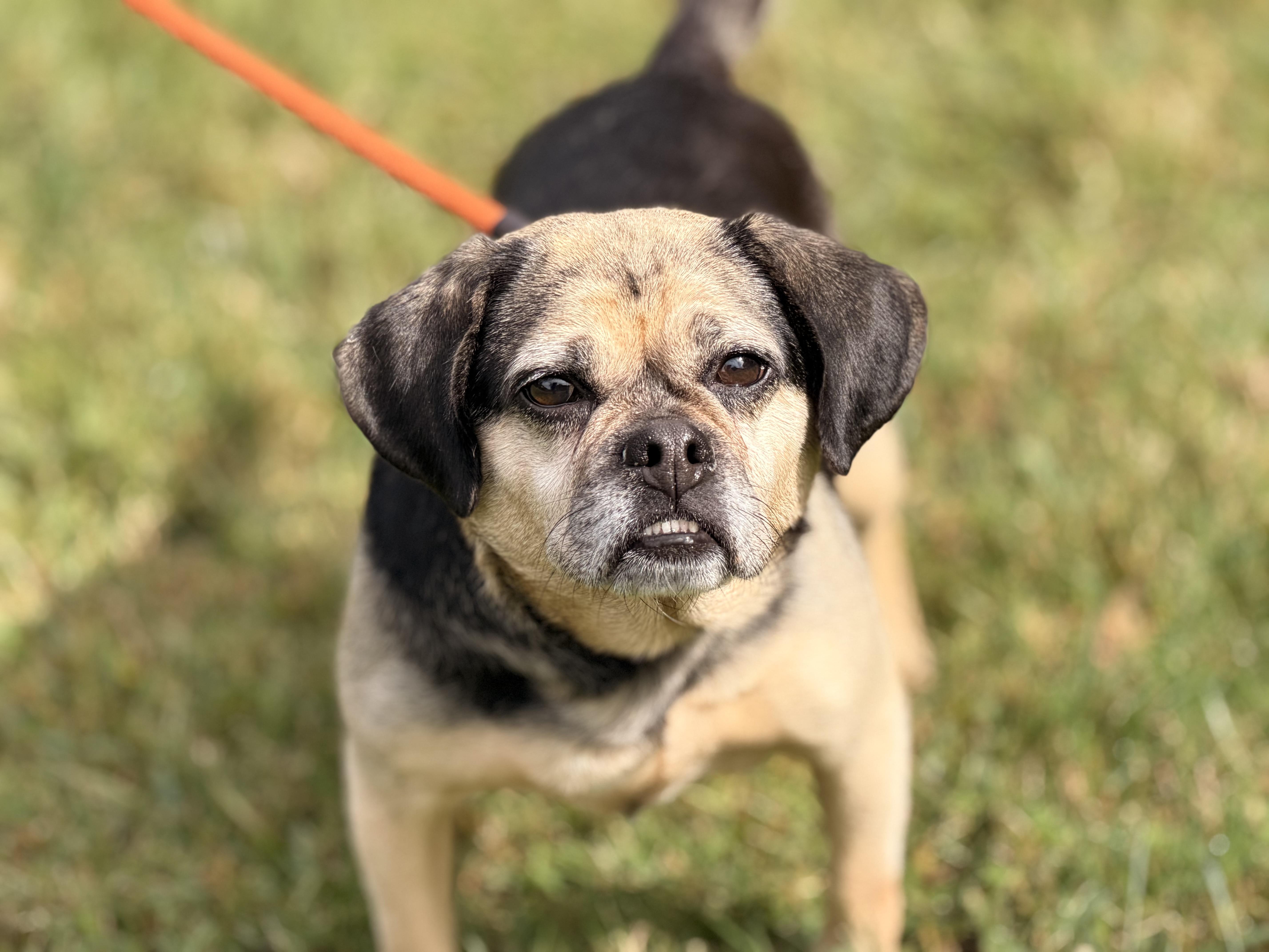 Enlarge Ruby, a Adoptable Puggle in Richmond, VA image 3/6