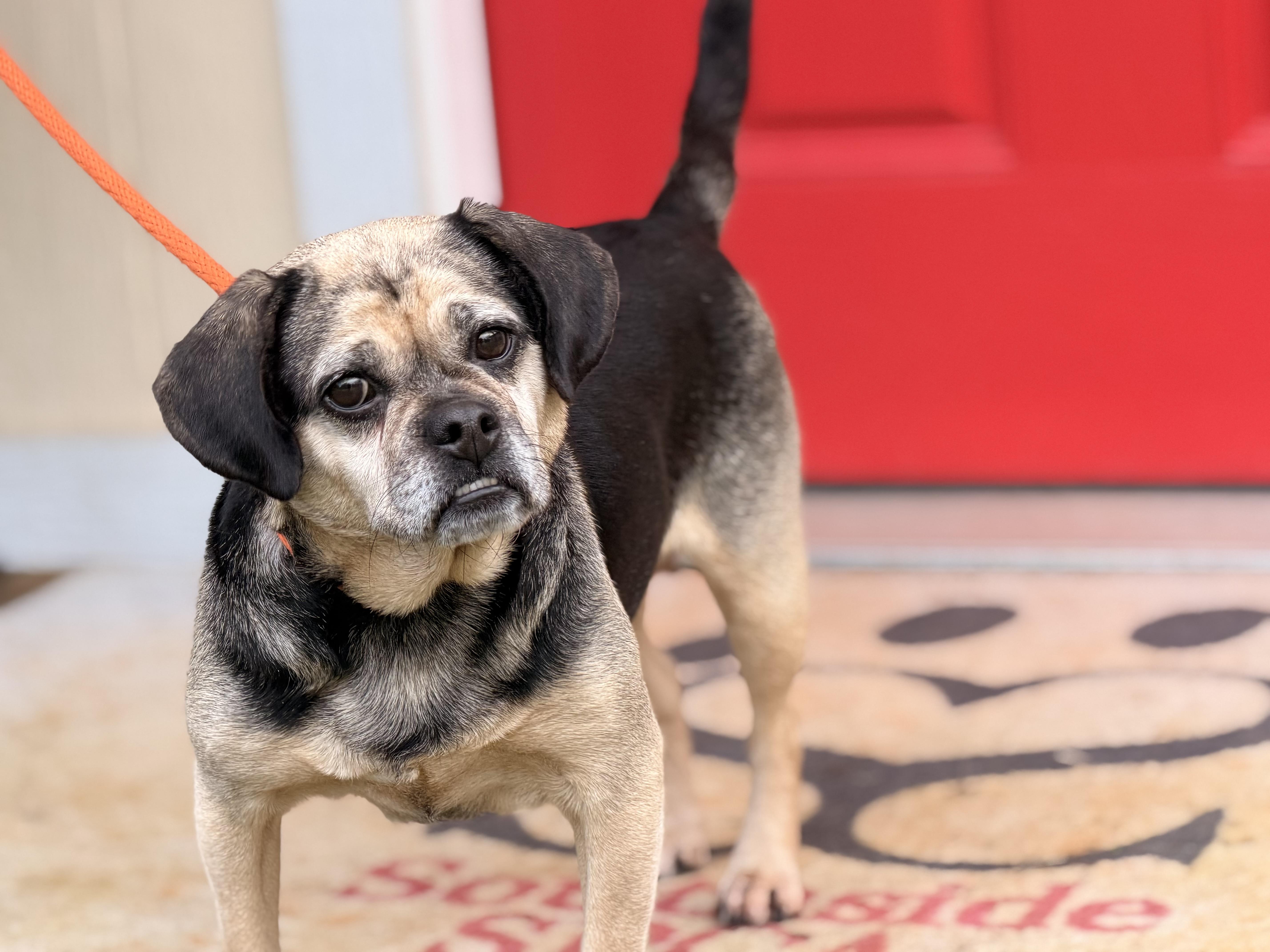 Enlarge Ruby, a Adoptable Puggle in Richmond, VA image 4/6