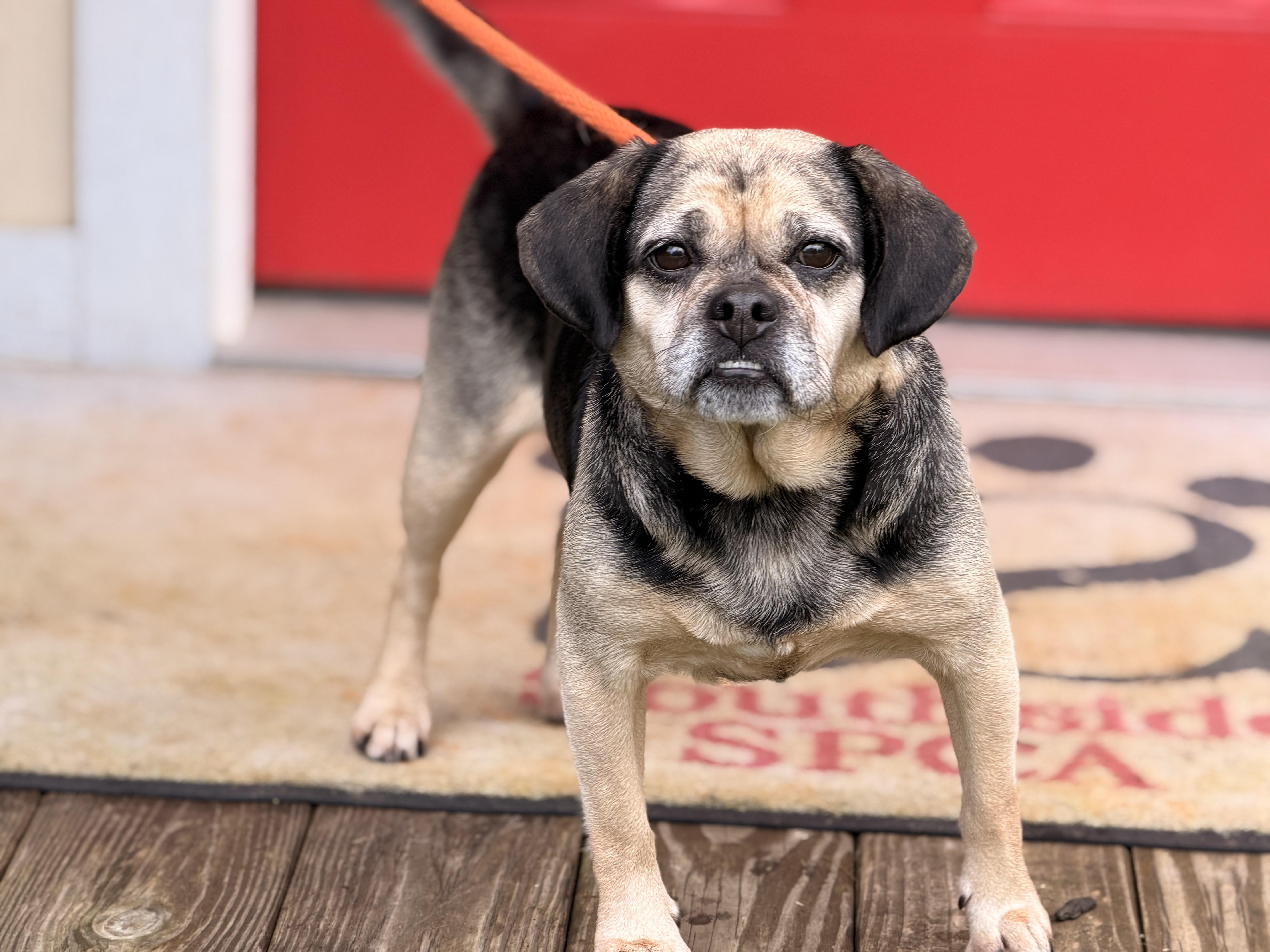 Enlarge Ruby, a Adoptable Puggle in Richmond, VA image 6/6