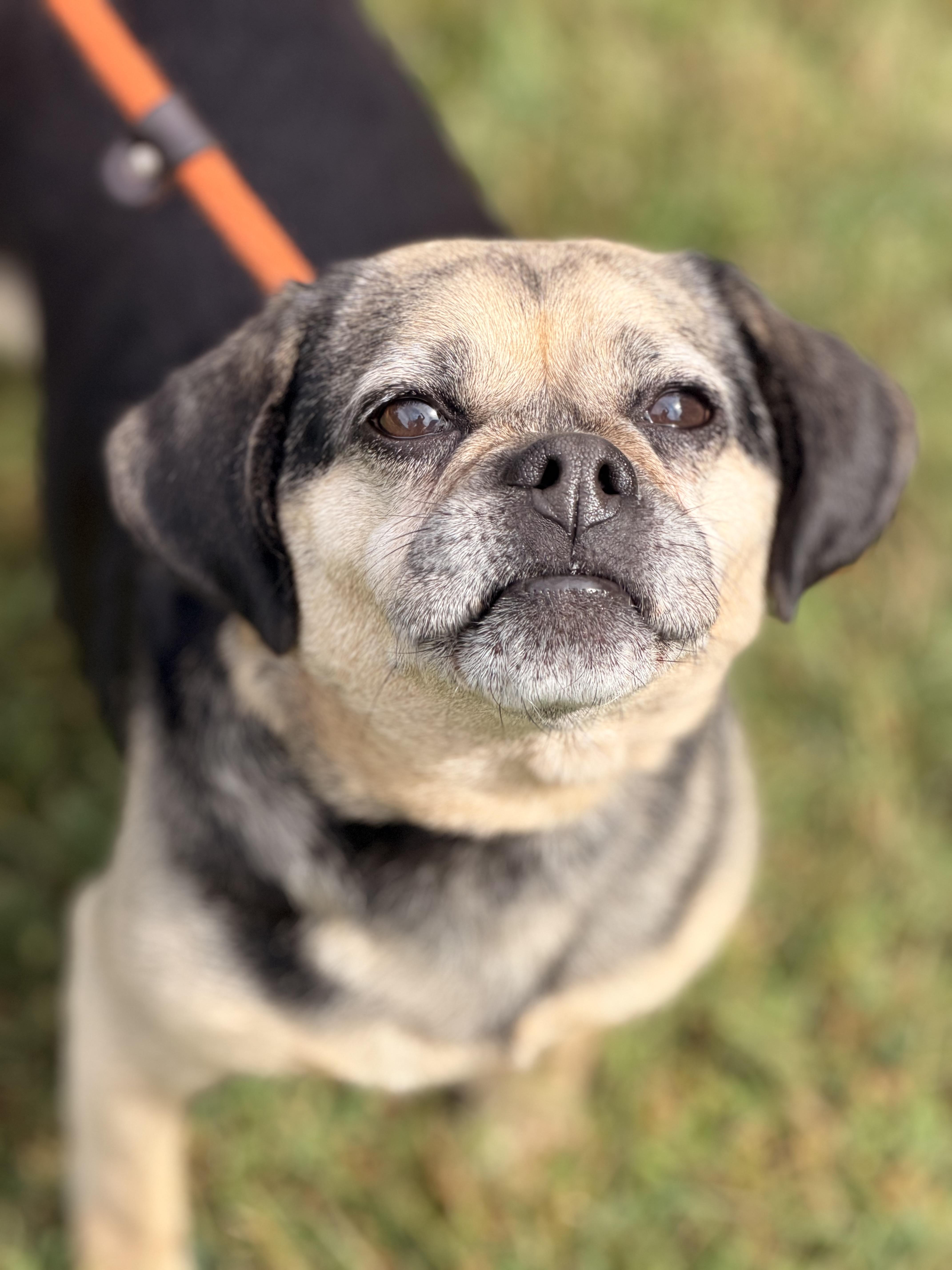 Enlarge Ruby, a Adoptable Puggle in Richmond, VA image 1/6