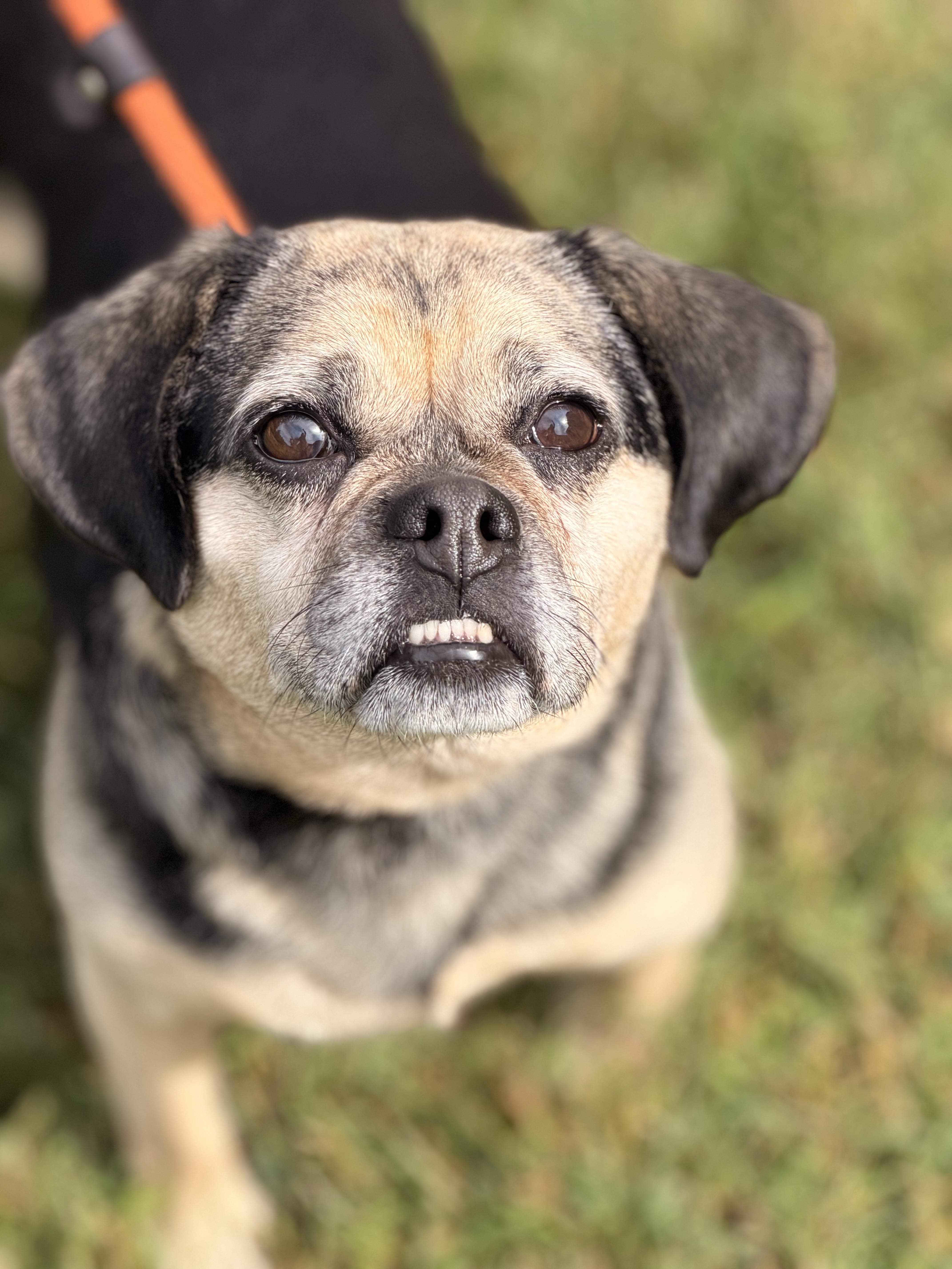 Enlarge Ruby, a Adoptable Puggle in Richmond, VA image 5/6