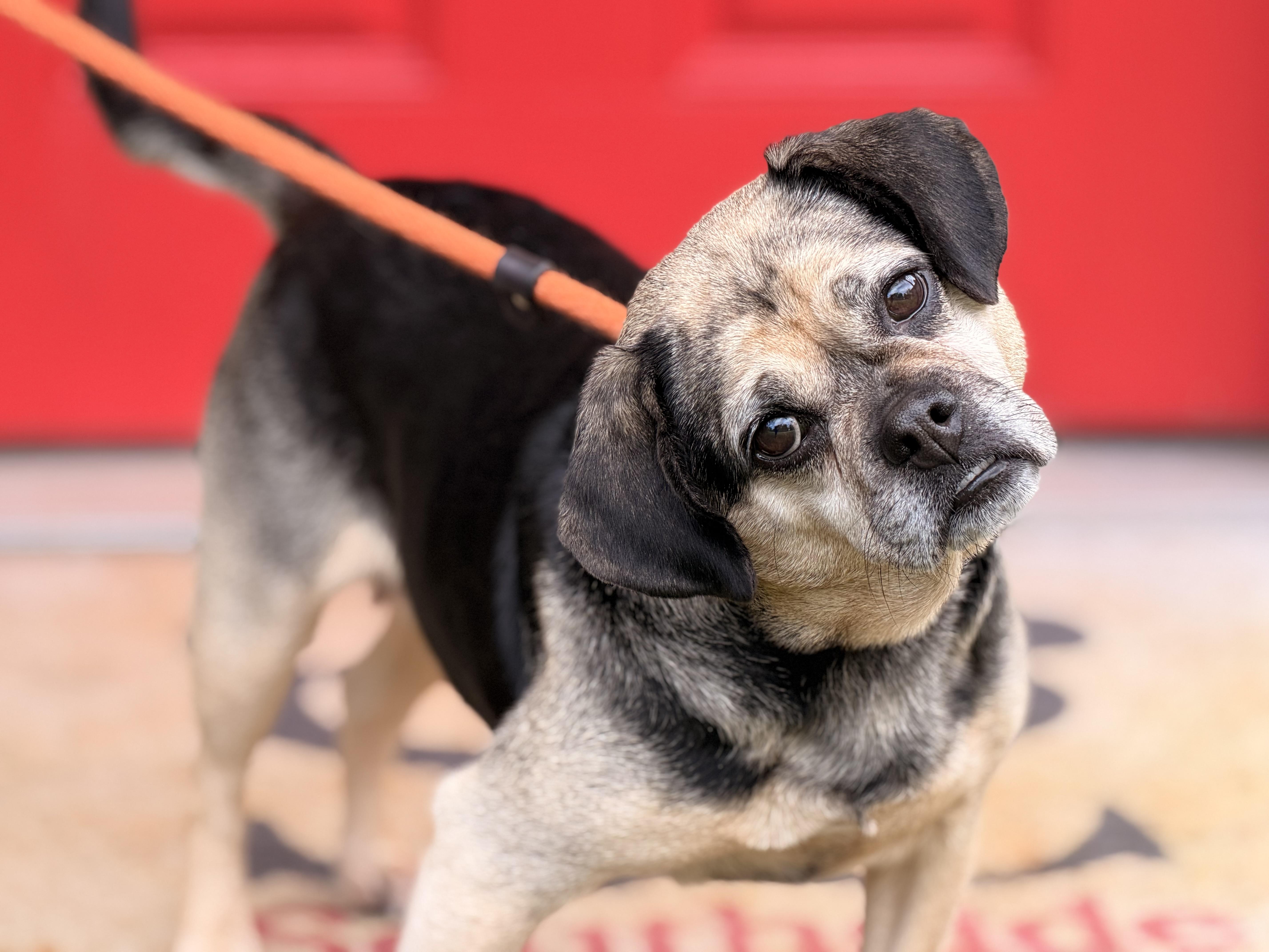 Enlarge Ruby, a Adoptable Puggle in Richmond, VA image 2/6