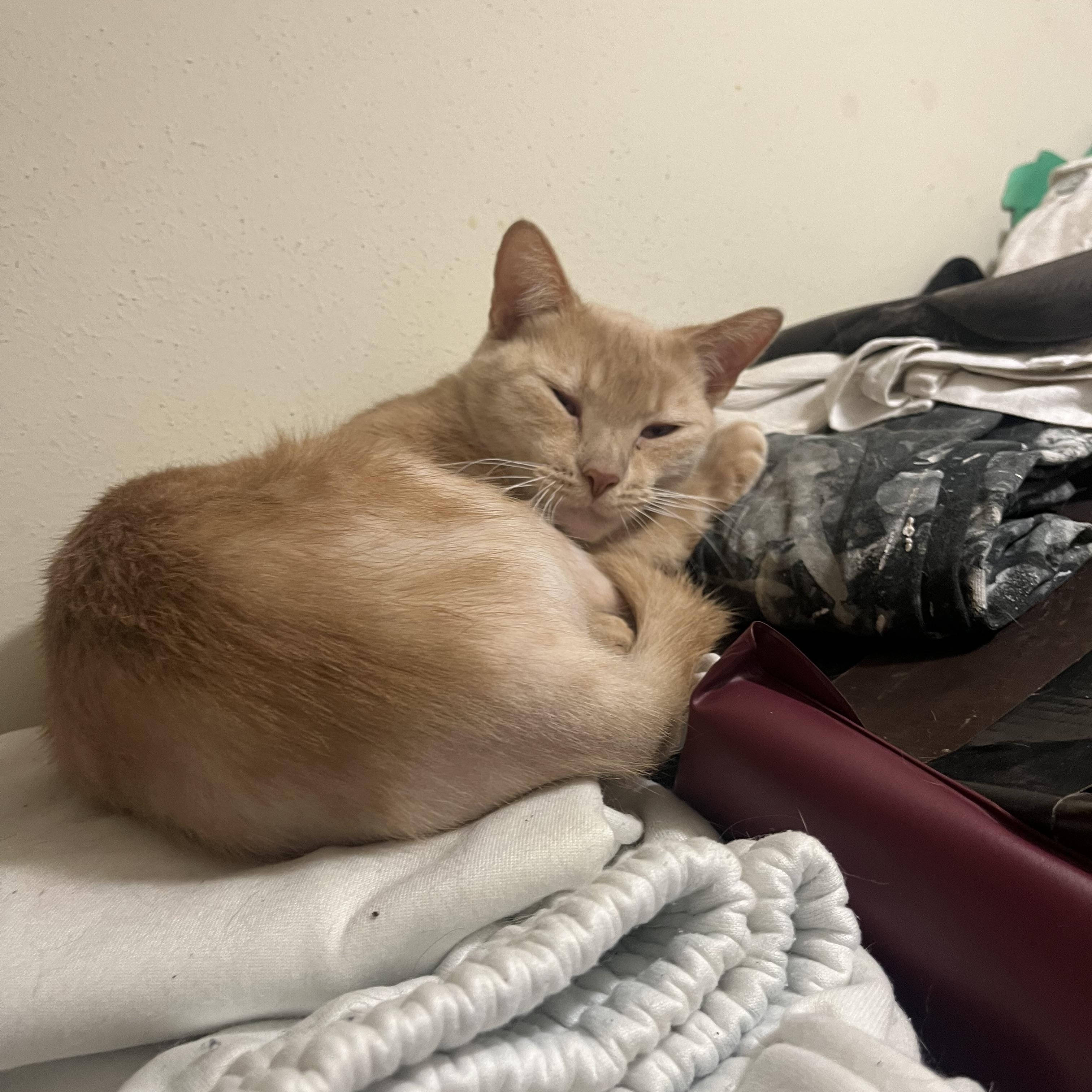 Enlarge Tia, a ADOPTABLE Tabby in Hood RIver, OR image 3/3