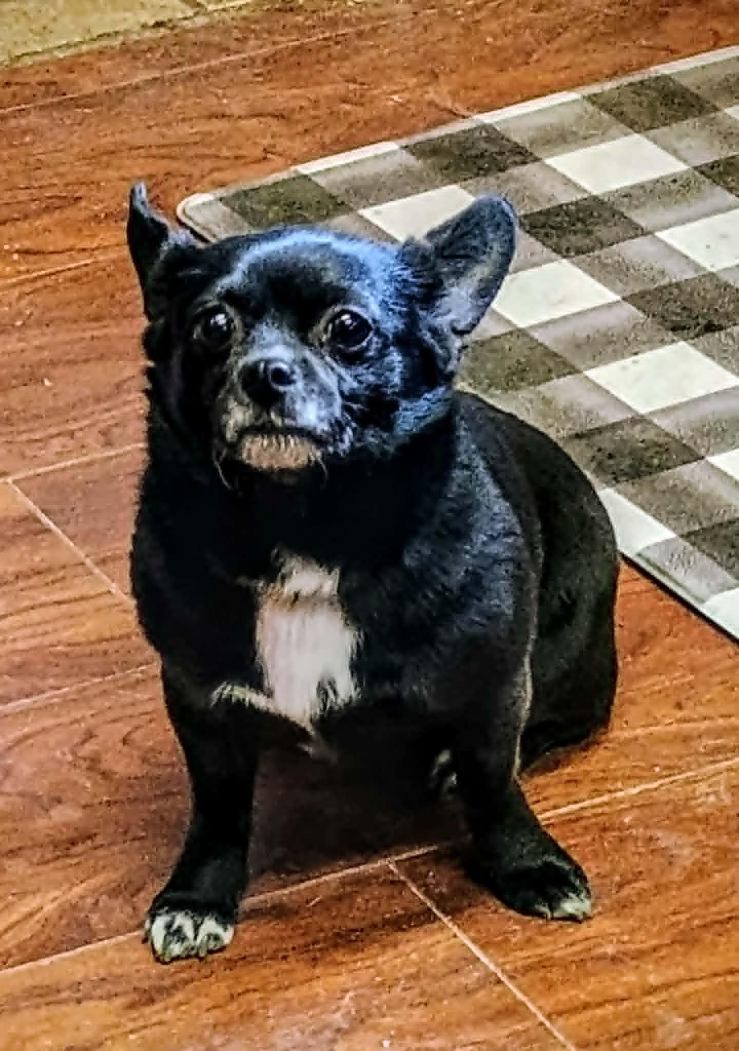 SHIMMER, a ADOPTABLE Chihuahua in Yakima, WA image 1/6