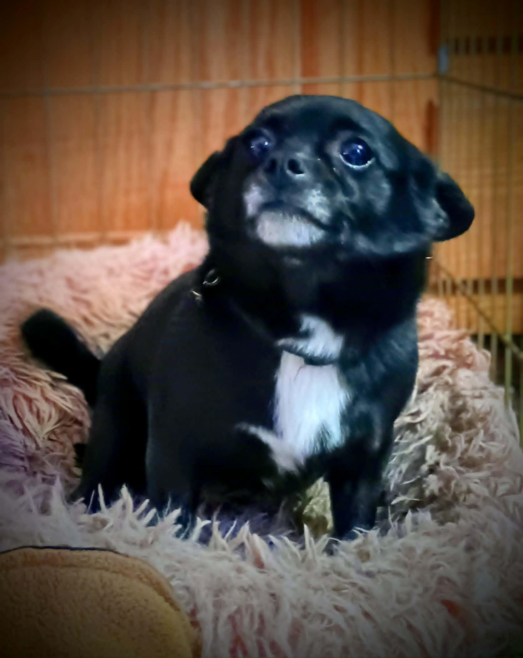 SHIMMER, a ADOPTABLE Chihuahua in Yakima, WA image 4/6