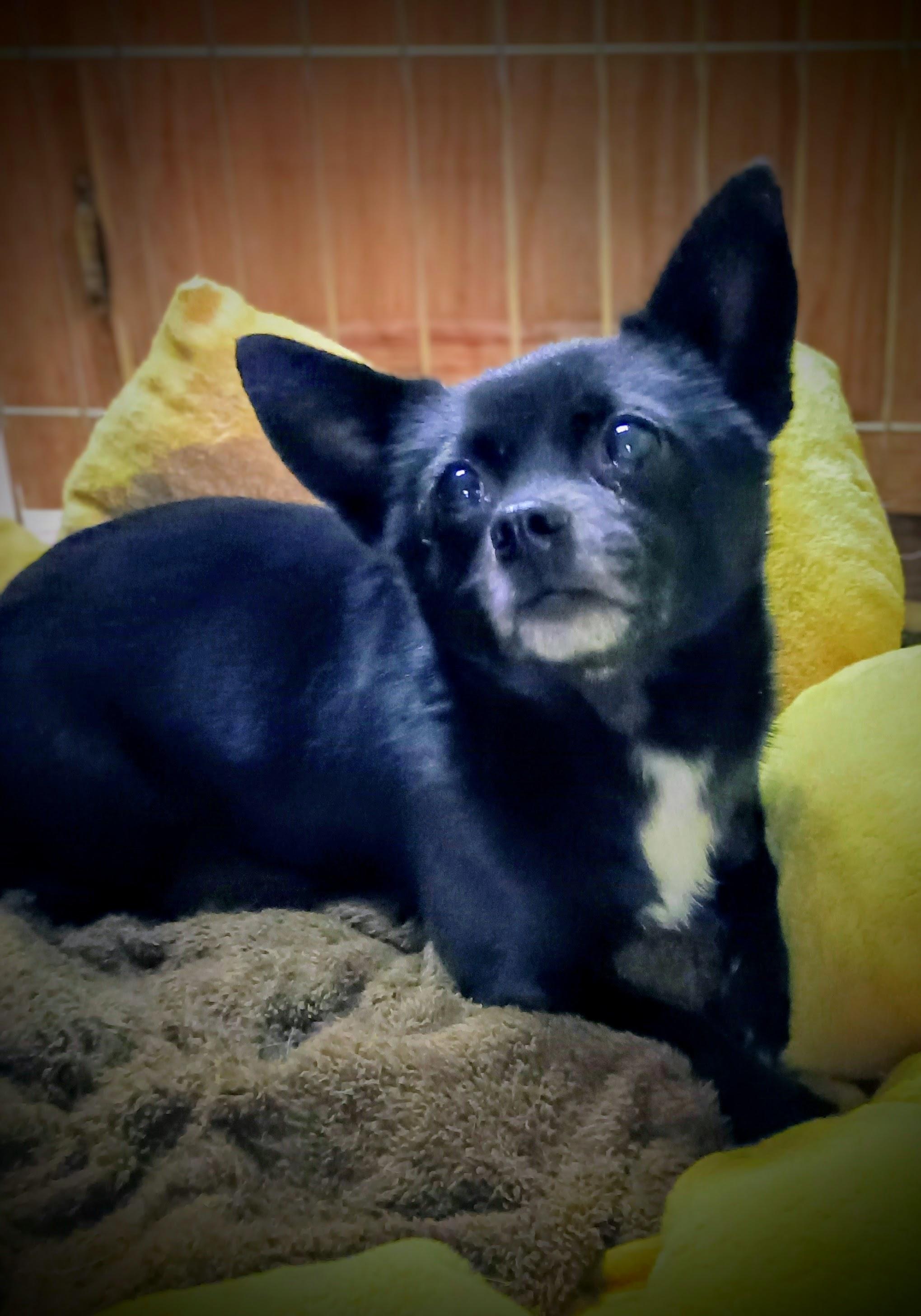 SHIMMER, a ADOPTABLE Chihuahua in Yakima, WA image 5/6