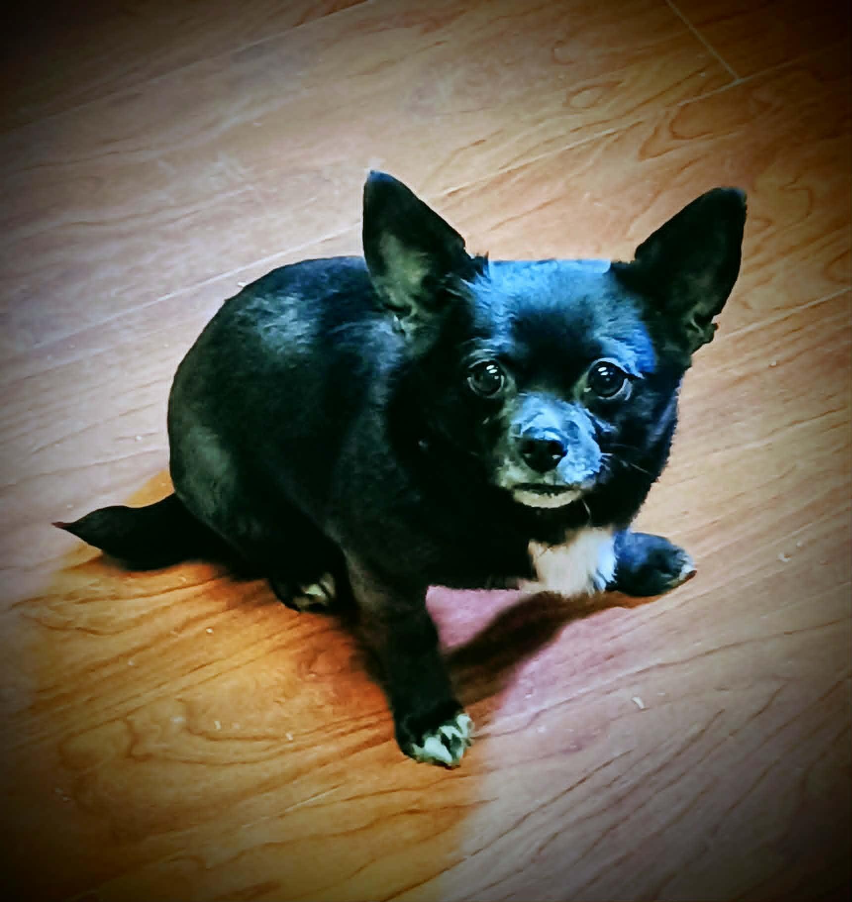 SHIMMER, a ADOPTABLE Chihuahua in Yakima, WA image 3/6