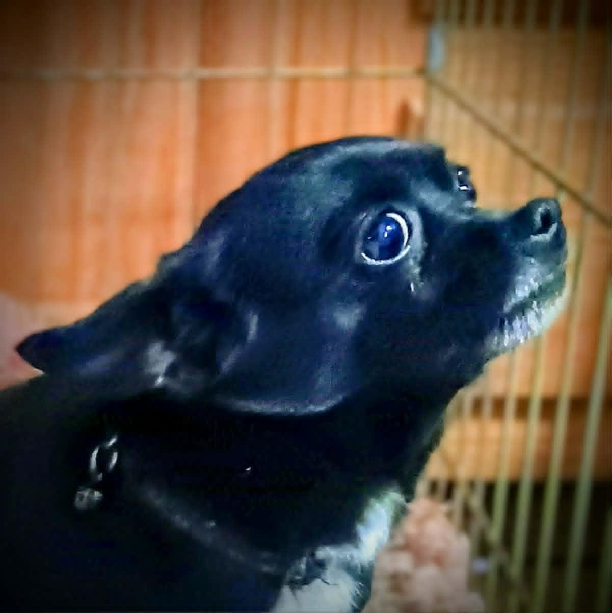 SHIMMER, a ADOPTABLE Chihuahua in Yakima, WA image 2/6