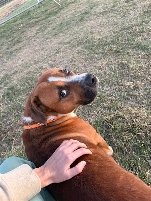 Enlarge BOBO, a Adoptable mixed breed in Louisville, KY image 1/1