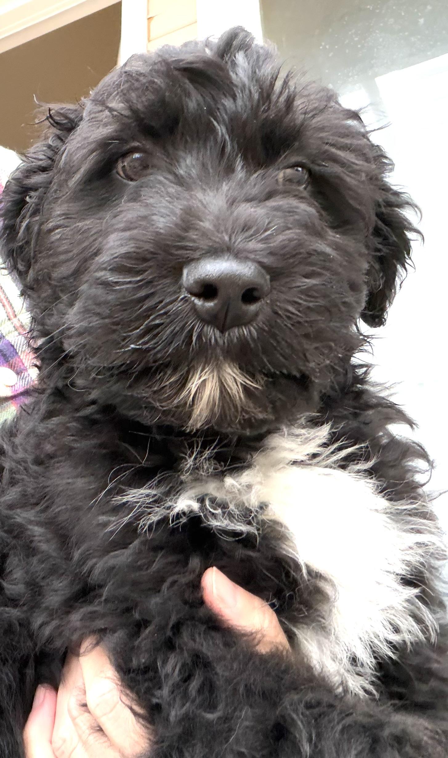 LEVI, an adopted Goldendoodle in Carlsbad, CA image 5/6