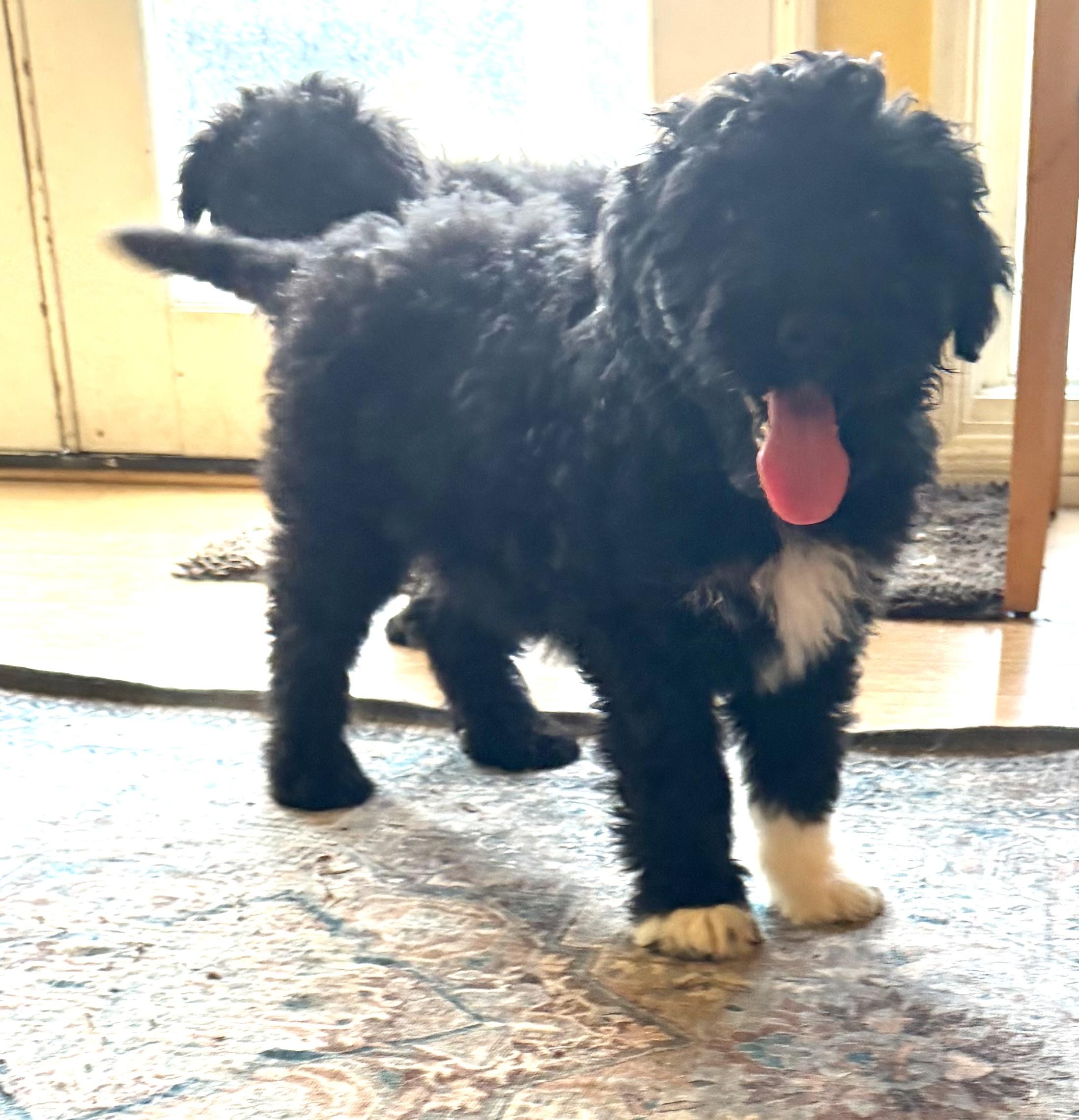 LEVI, an adopted Goldendoodle in Carlsbad, CA image 6/6