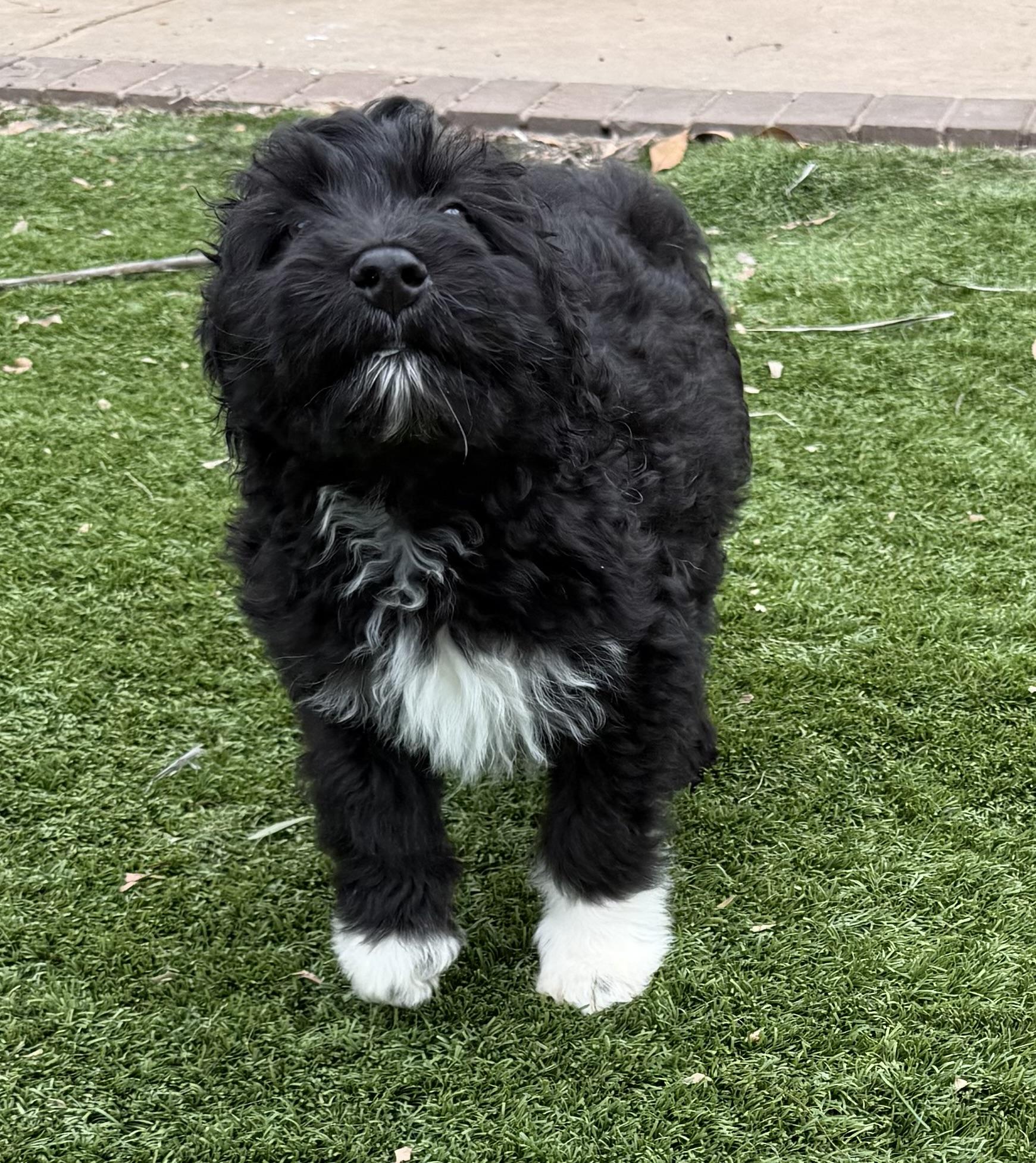 LEVI, an adopted Goldendoodle in Carlsbad, CA image 4/6