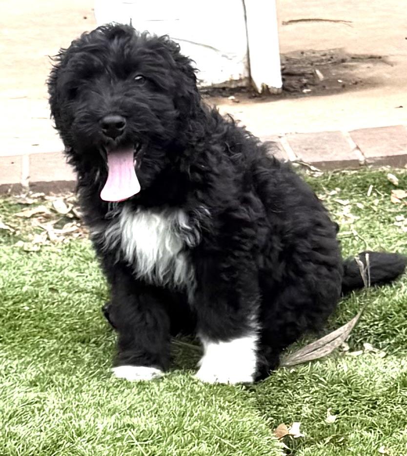 LEVI, an adopted Goldendoodle in Carlsbad, CA image 3/6