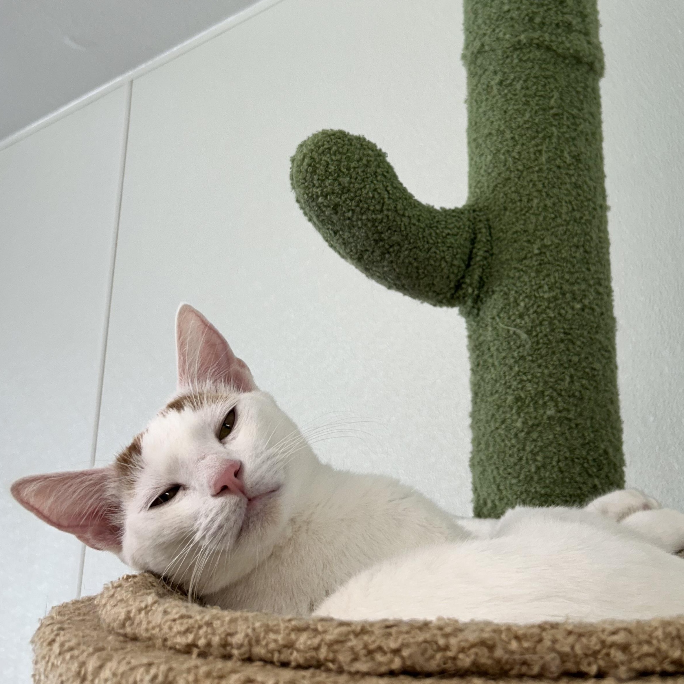 White Pine, a Adoptable Domestic Short Hair in El Cajon, CA image 2/4