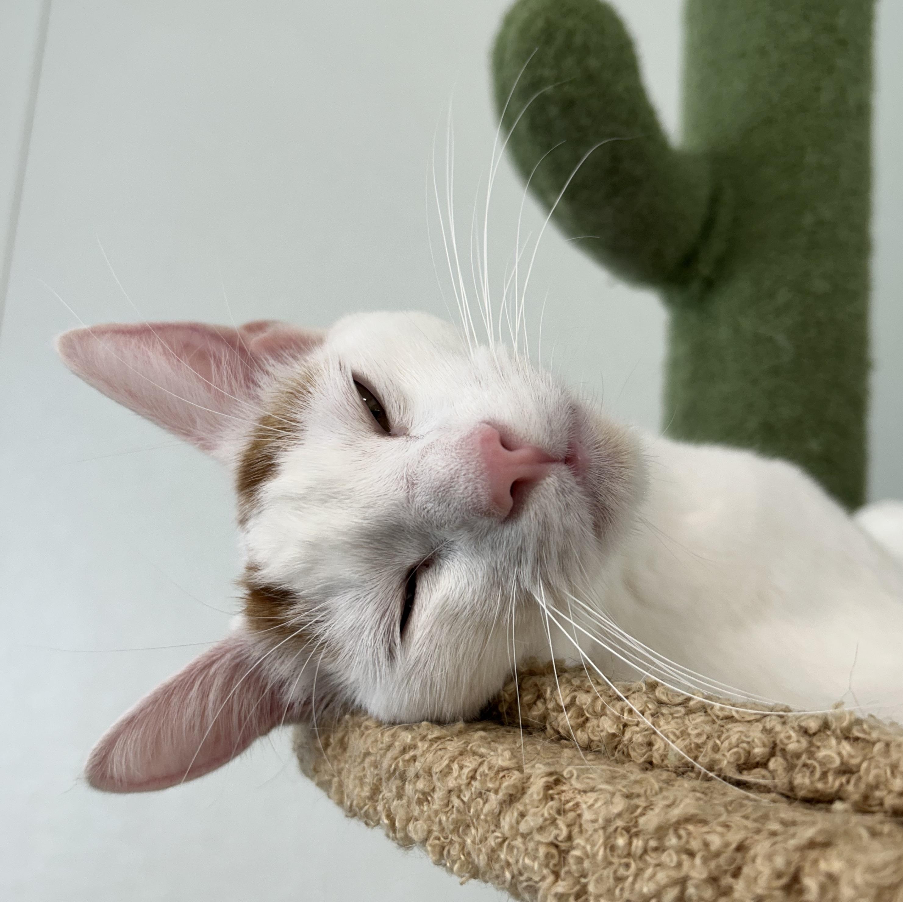 White Pine, a Adoptable Domestic Short Hair in El Cajon, CA image 3/4