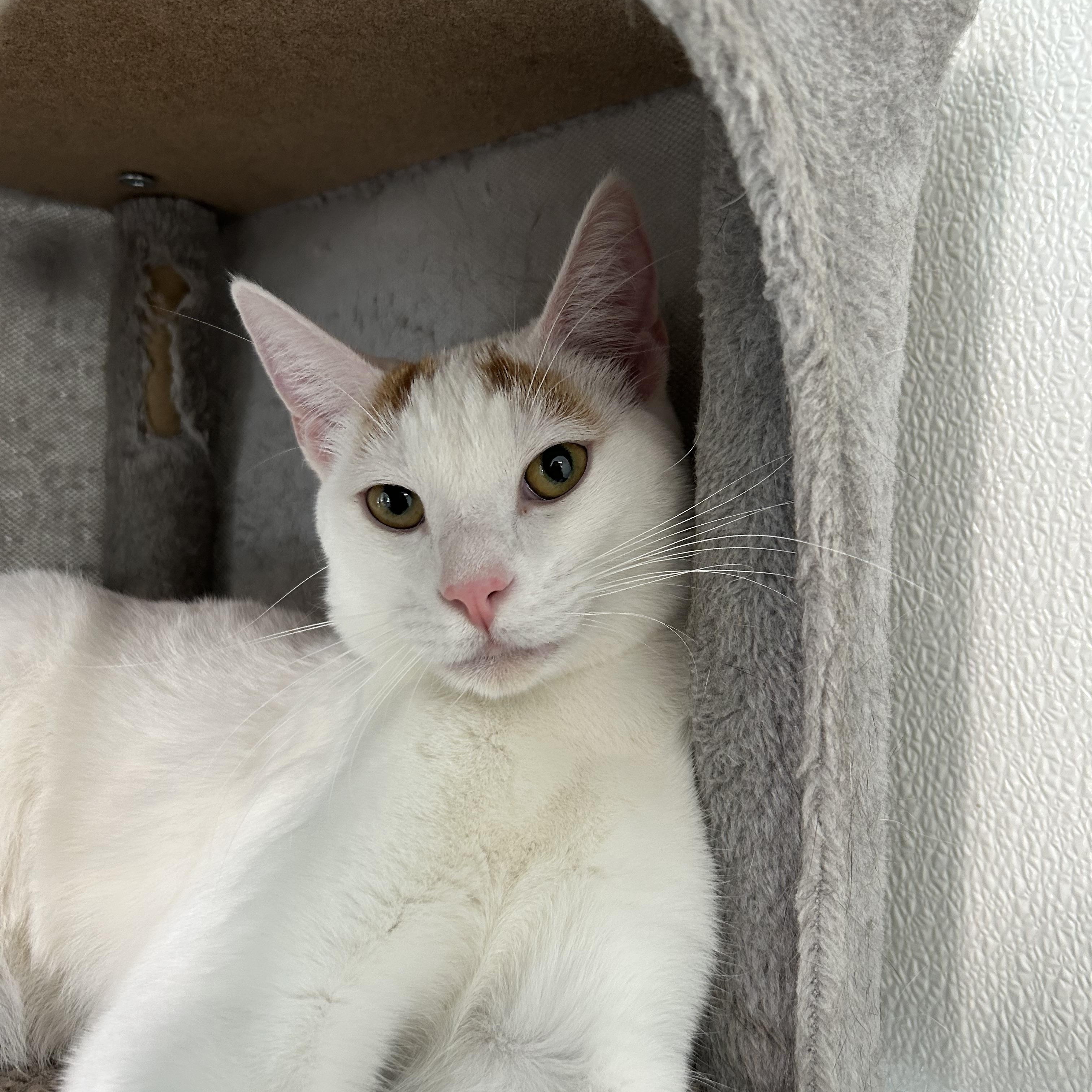 White Pine, a Adoptable Domestic Short Hair in El Cajon, CA image 1/4