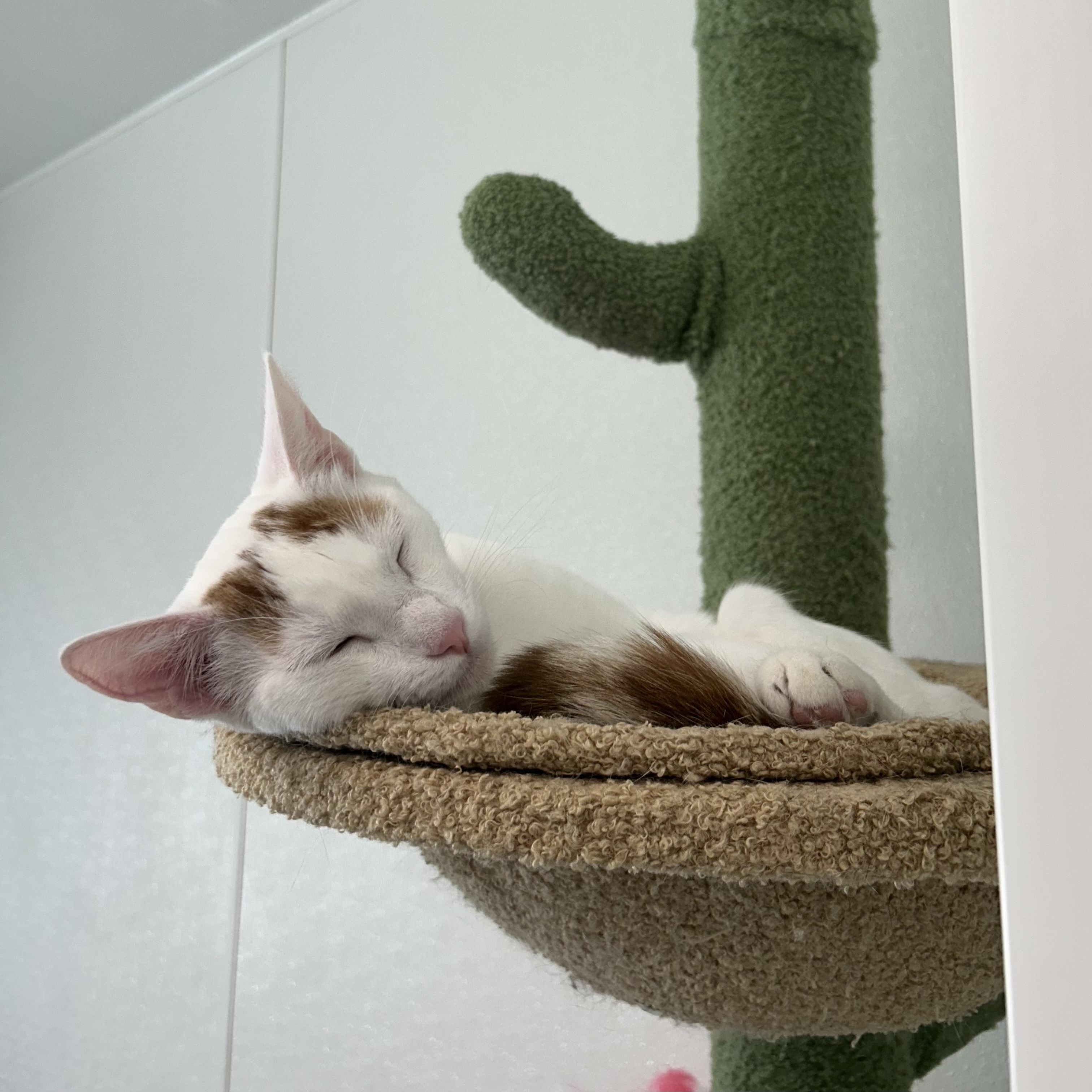 White Pine, a Adoptable Domestic Short Hair in El Cajon, CA image 4/4