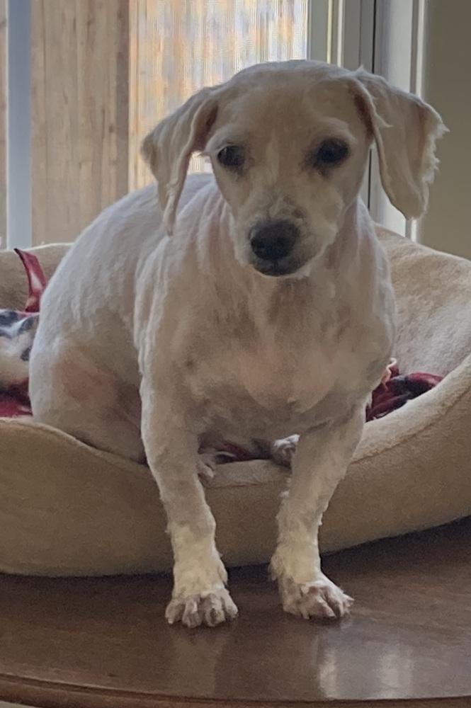 Zsa Zsa, Adoptable, Adult Female Poodle & Maltese.