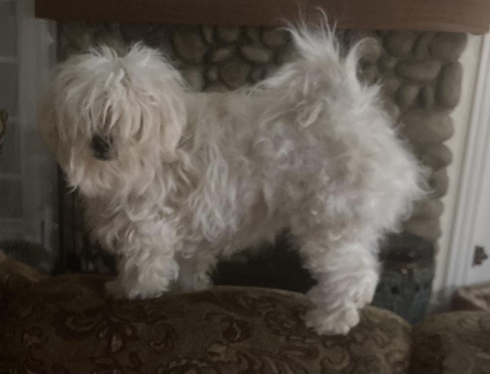 Enlarge Zsa Zsa, a Adoptable mixed breed in Jamestown, CA image 5/5