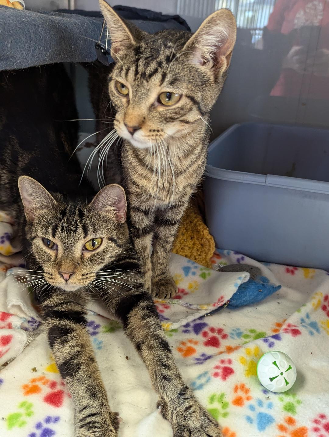 Cat for adoption Babe Ruth, a Domestic Short Hair in Midland, MI