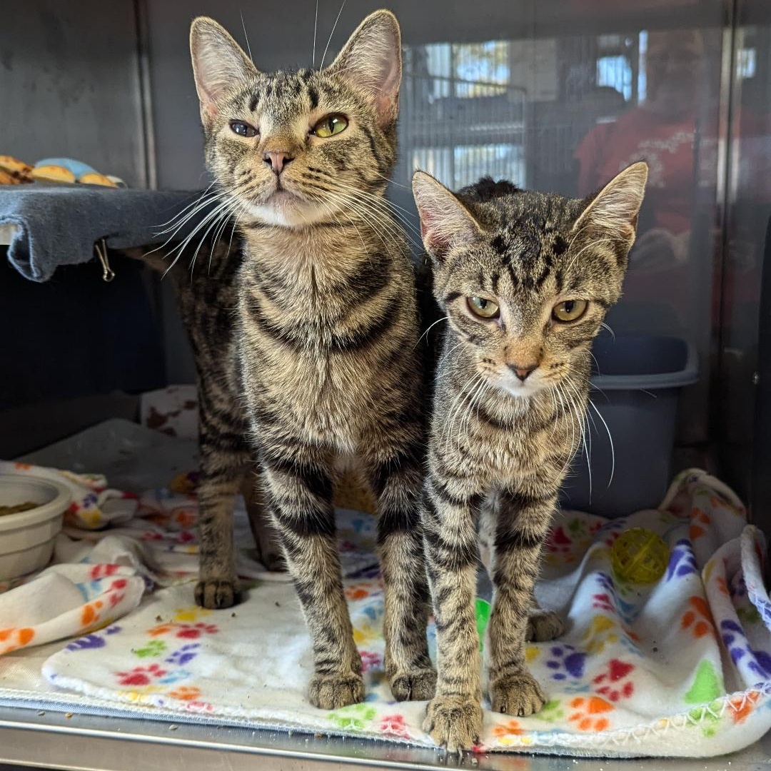 Cat for adoption Babe Ruth, a Domestic Short Hair in Midland, MI