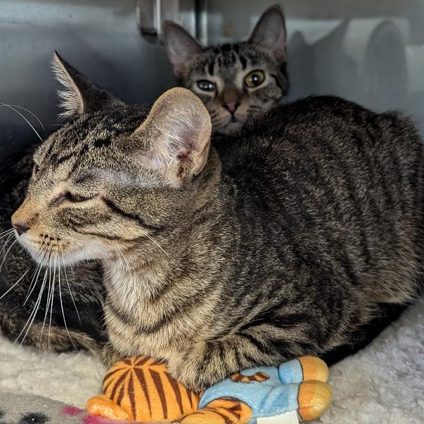 Cat for adoption Babe Ruth, a Domestic Short Hair in Midland, MI