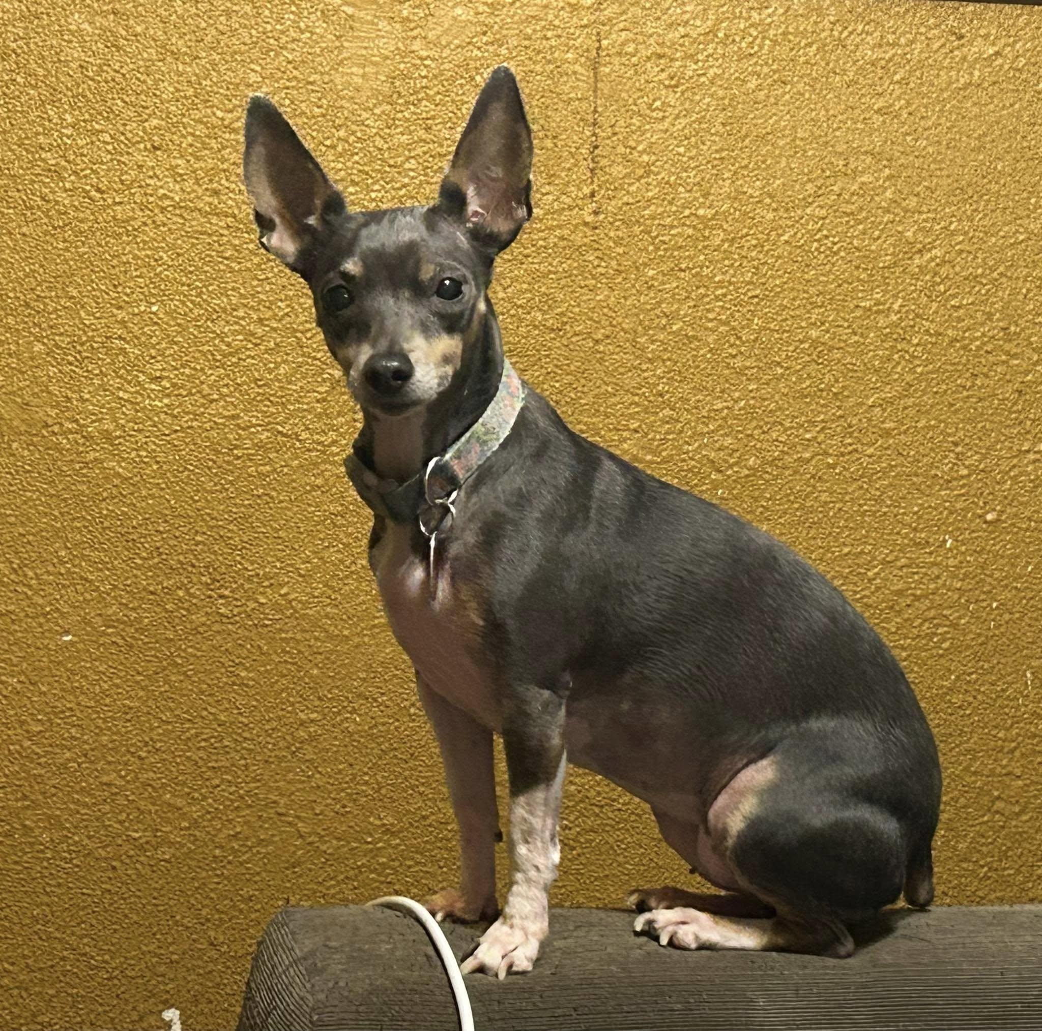 Enlarge Dixie, a Adopted Rat Terrier in Chalmette, LA image 2/3