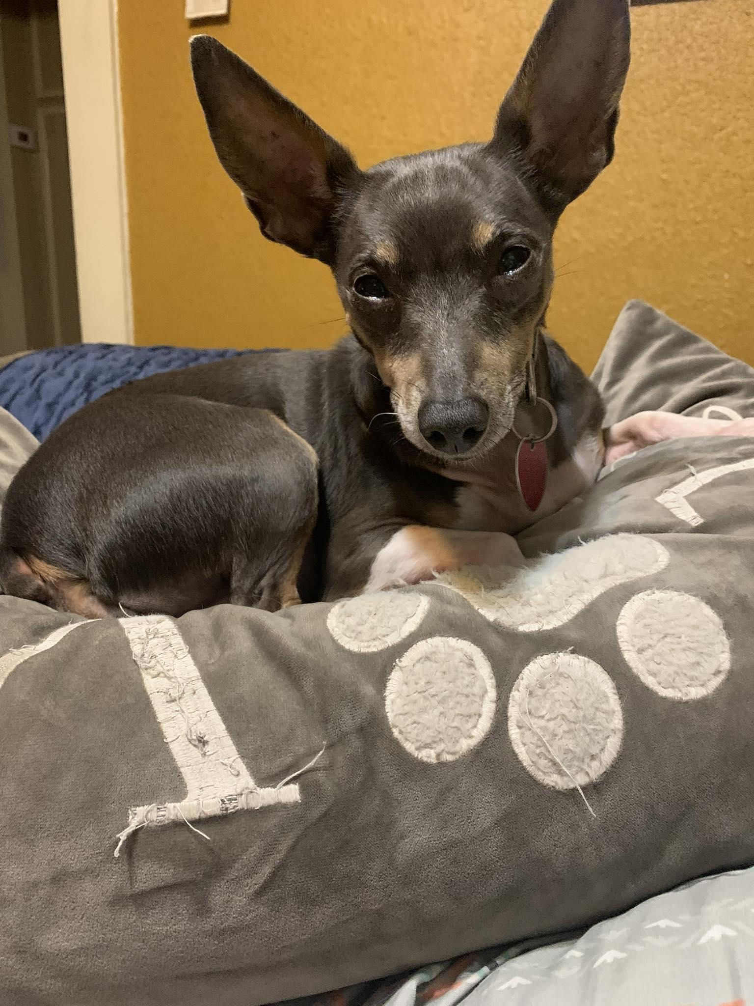 Enlarge Dixie, a Adopted Rat Terrier in Chalmette, LA image 3/3