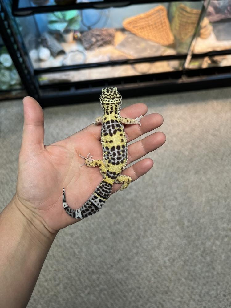 Pearl, a Adoptable mixed breed in South Bend, IN image 1/2