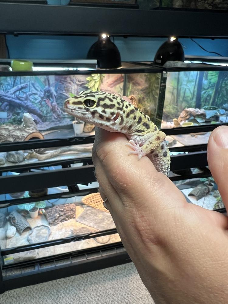 Pearl, a Adoptable mixed breed in South Bend, IN image 2/2