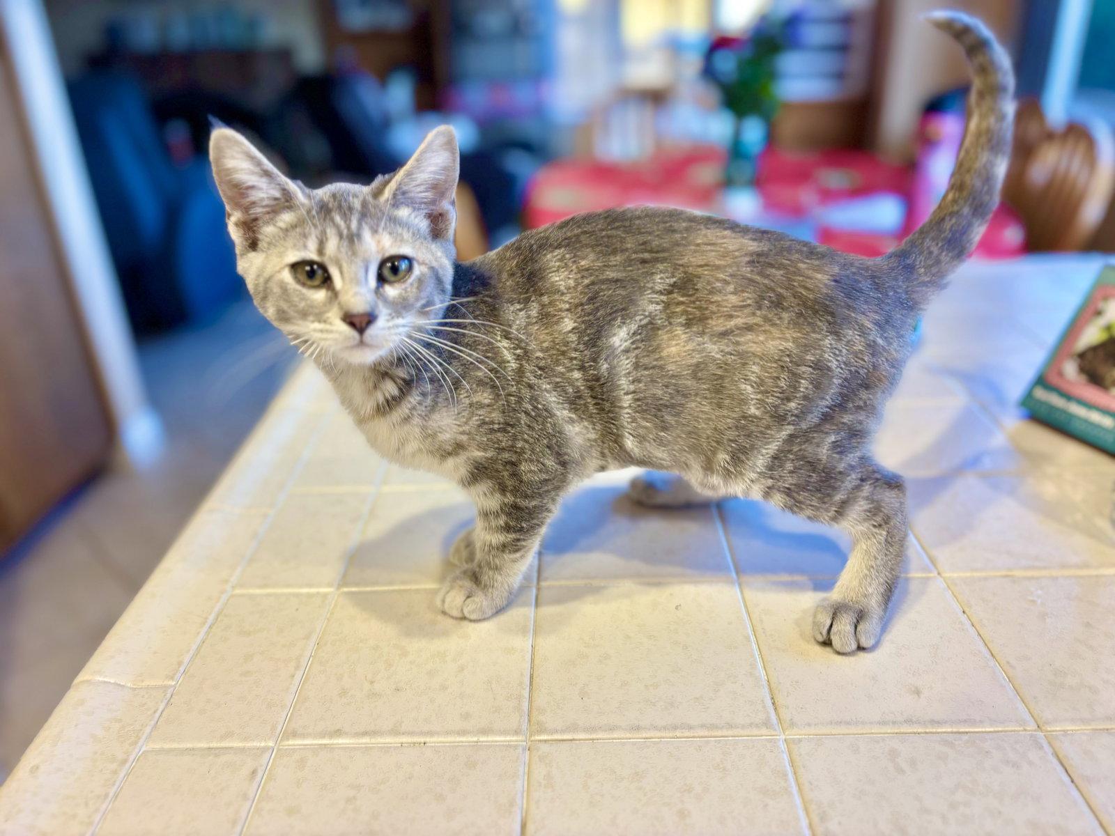 Enlarge Fresca, a Adoptable mixed breed in Laguna Niguel, CA image 1/3