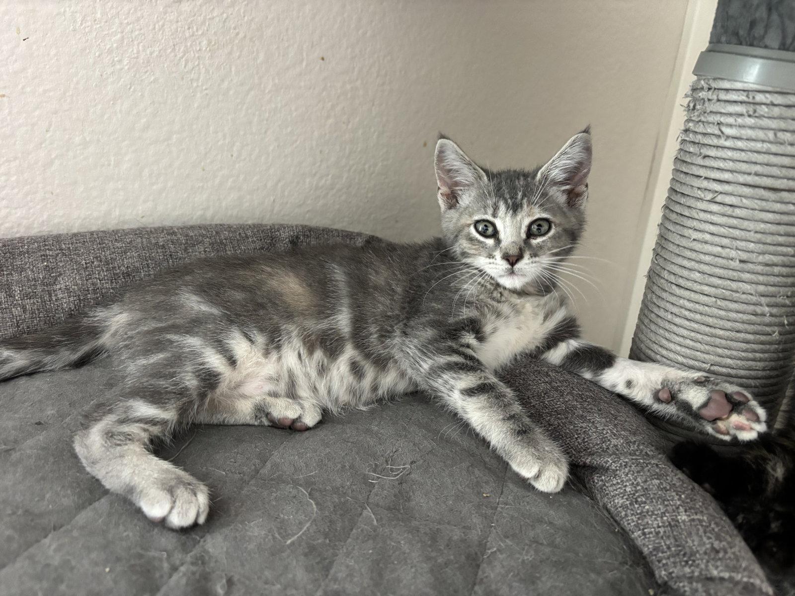 Fresca, Adoptable, Kitten Female Tabby & Torbie.