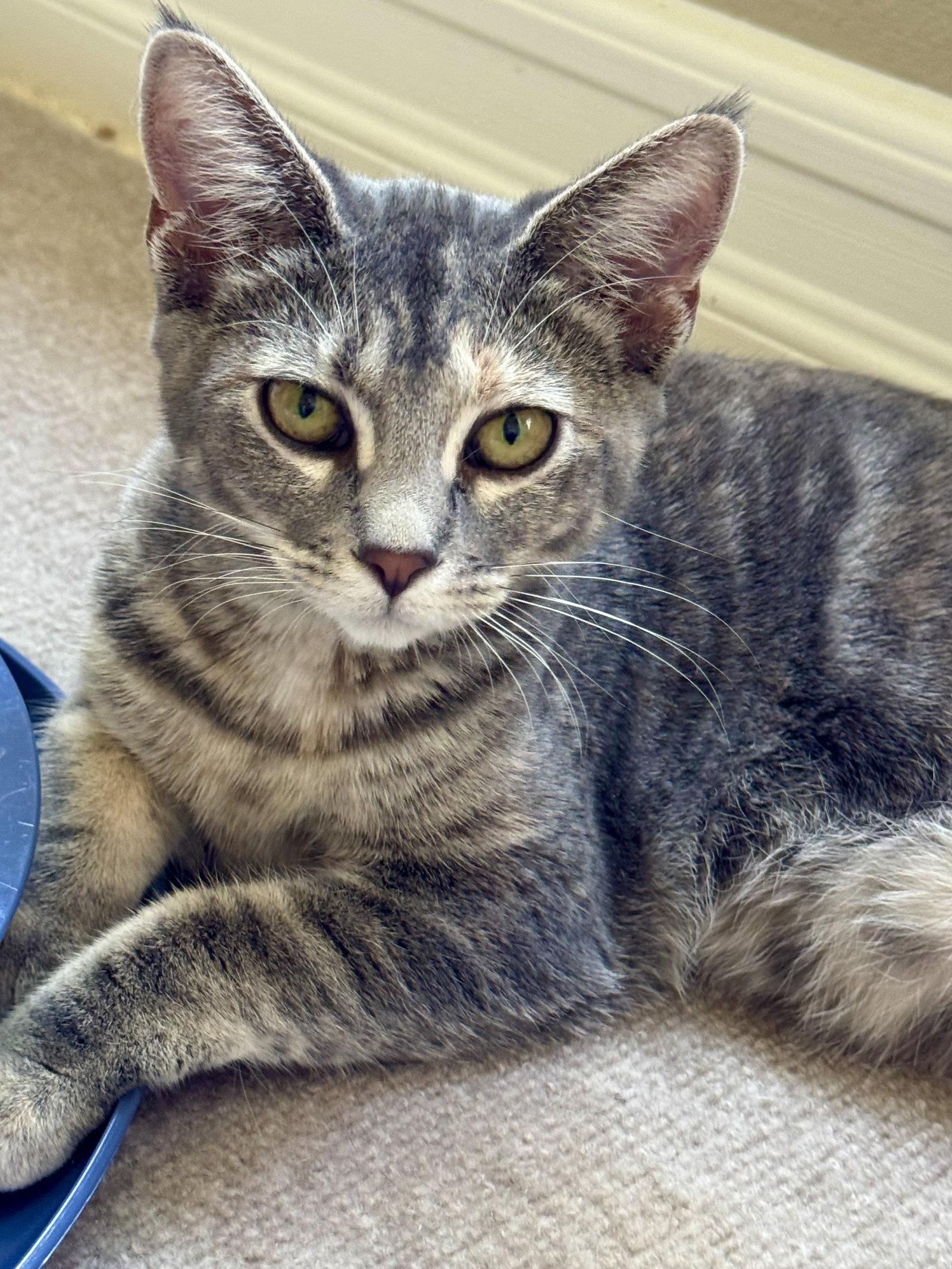 Fresca, Adoptable, Kitten Female Tabby & Torbie.
