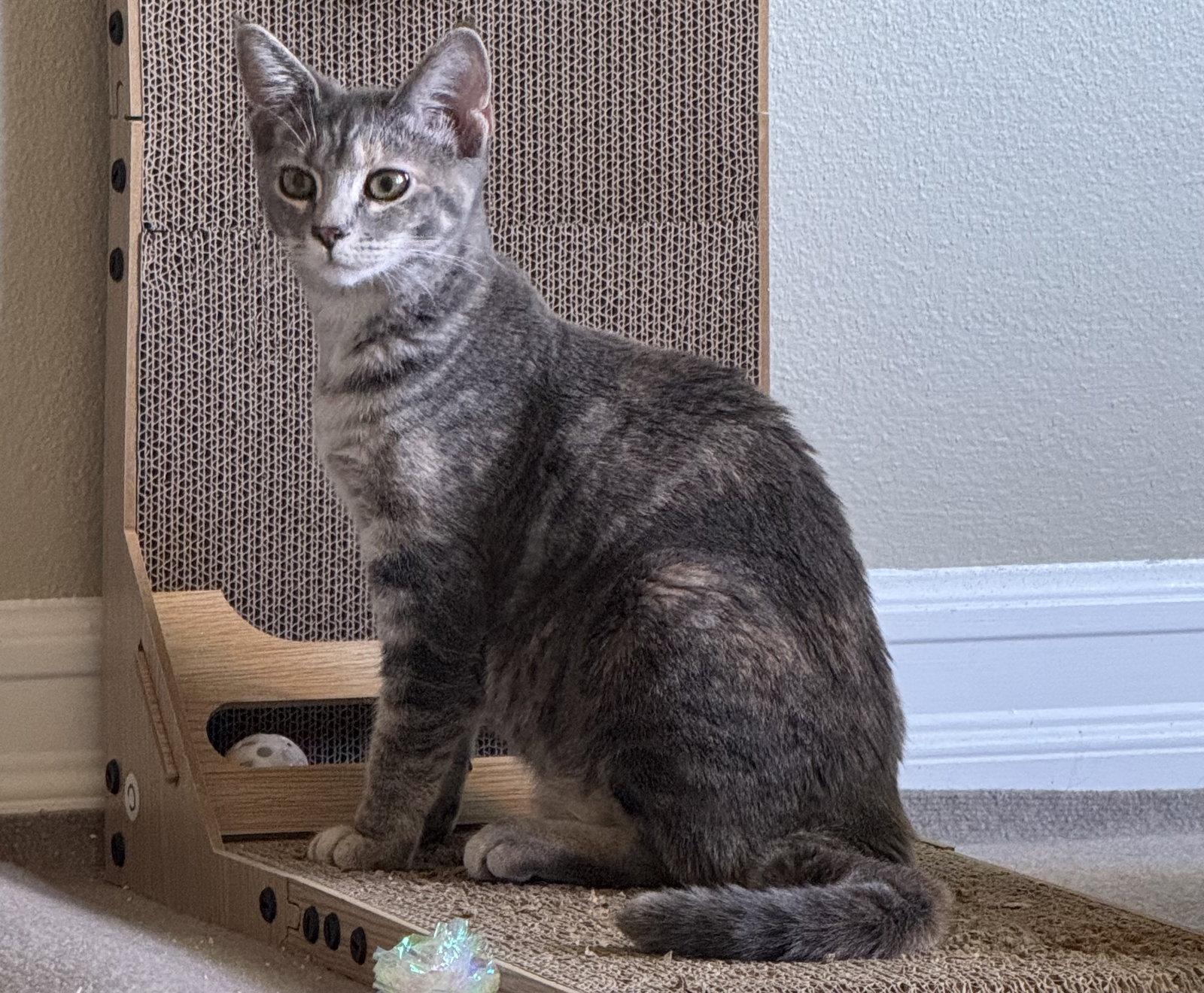 Enlarge Fresca, a Adoptable mixed breed in Laguna Niguel, CA image 2/3