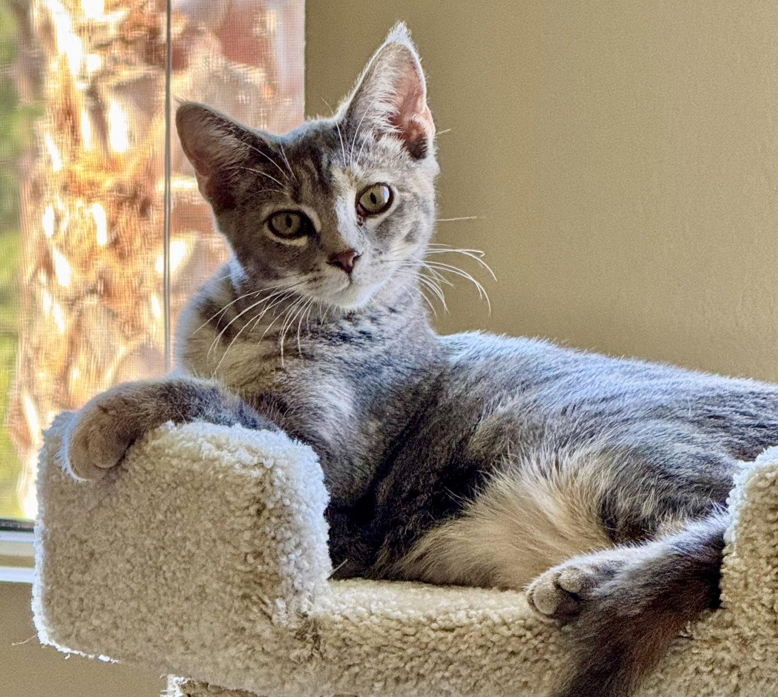 Enlarge Fresca, a Adoptable mixed breed in Laguna Niguel, CA image 3/3