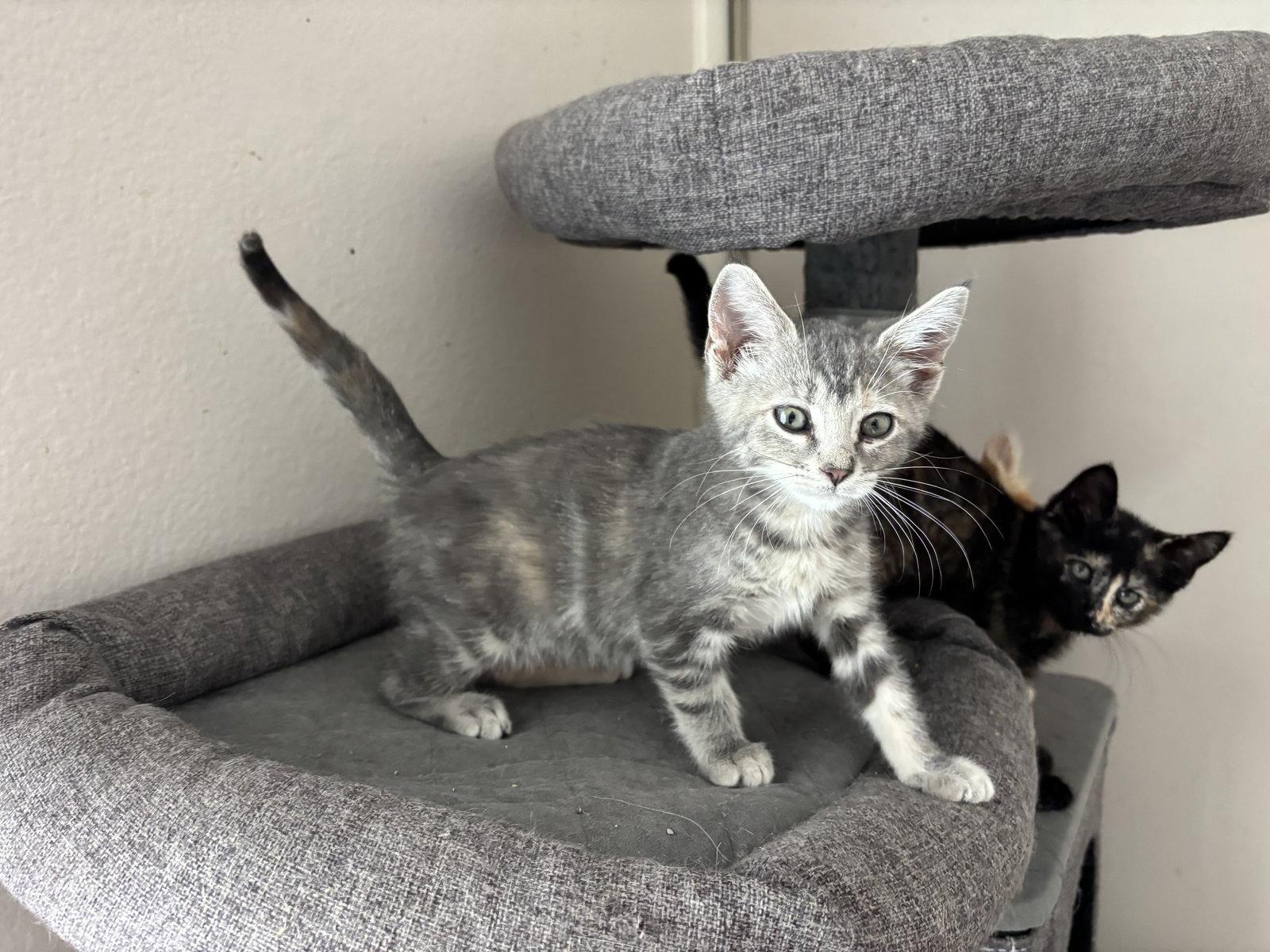 Enlarge Fresca, a Adoptable mixed breed in Laguna Niguel, CA image 3/3
