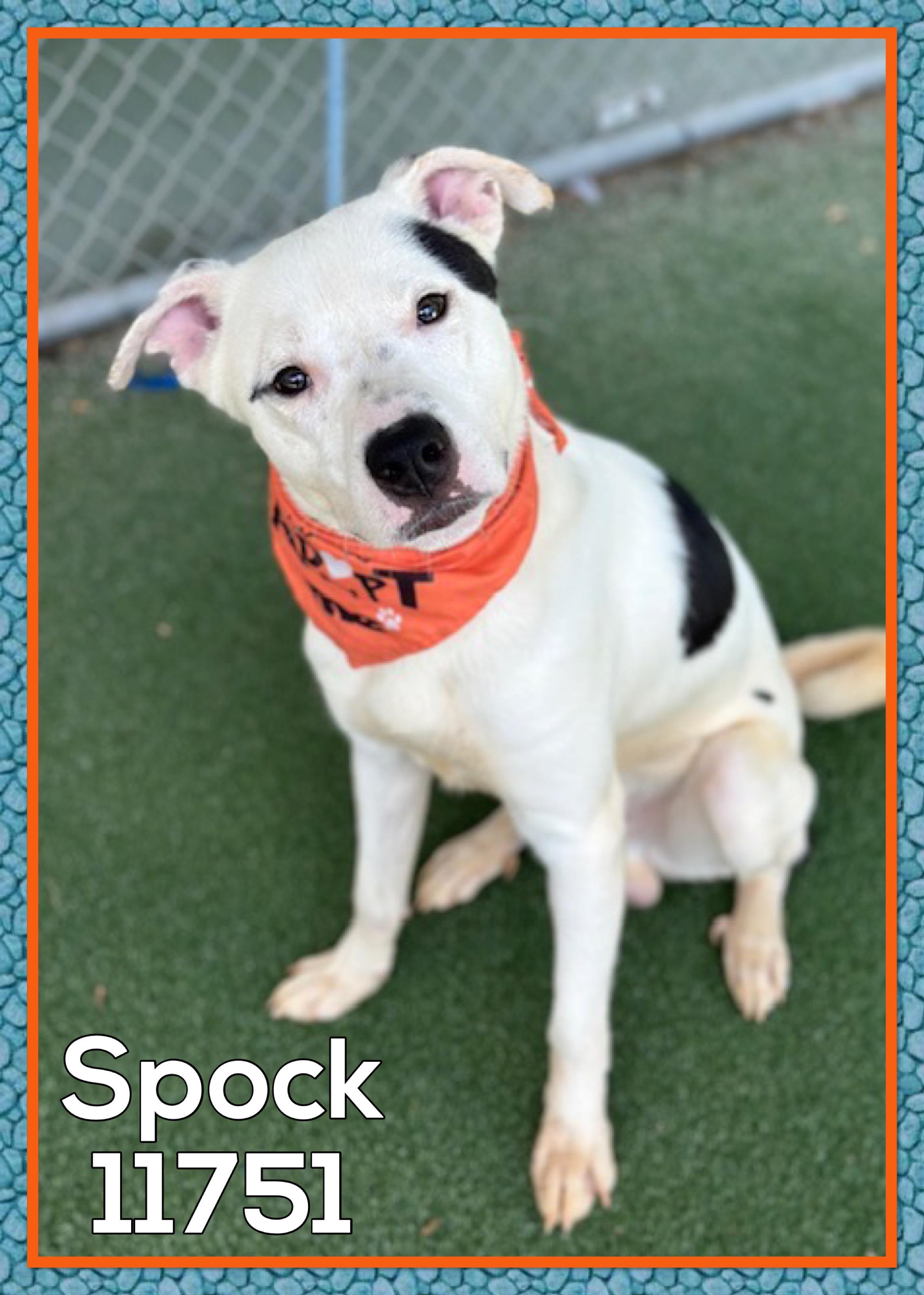 This adorable boy is Spock He arrived at the shelter as a lost dog on 78 and sadly no one