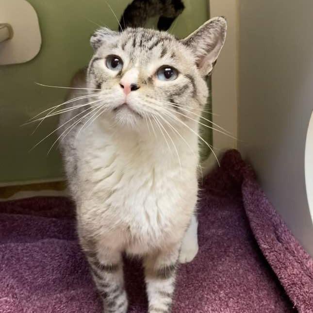 Richard, Adoptable, Senior Male Siamese.