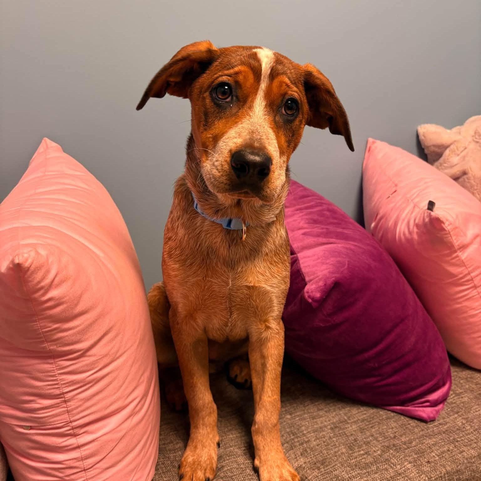 Enlarge Dixie, a Adoptable mixed breed in Cumberland, RI image 4/6